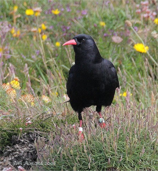 Chough South Stack 15 6 08 IMG_0321